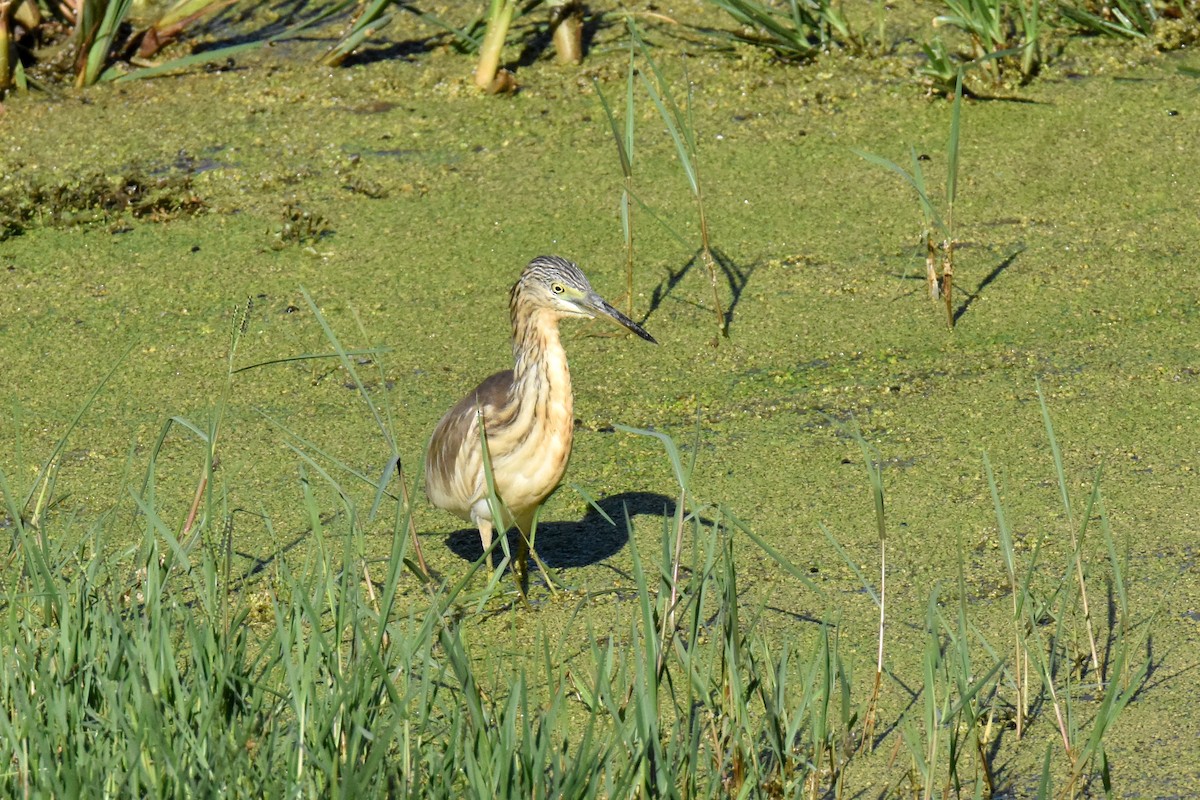 Squacco Heron - ML645884331