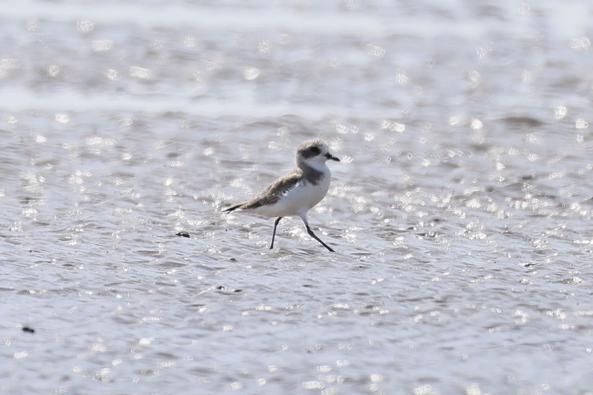 Tibet Cılıbıtı - ML645884342