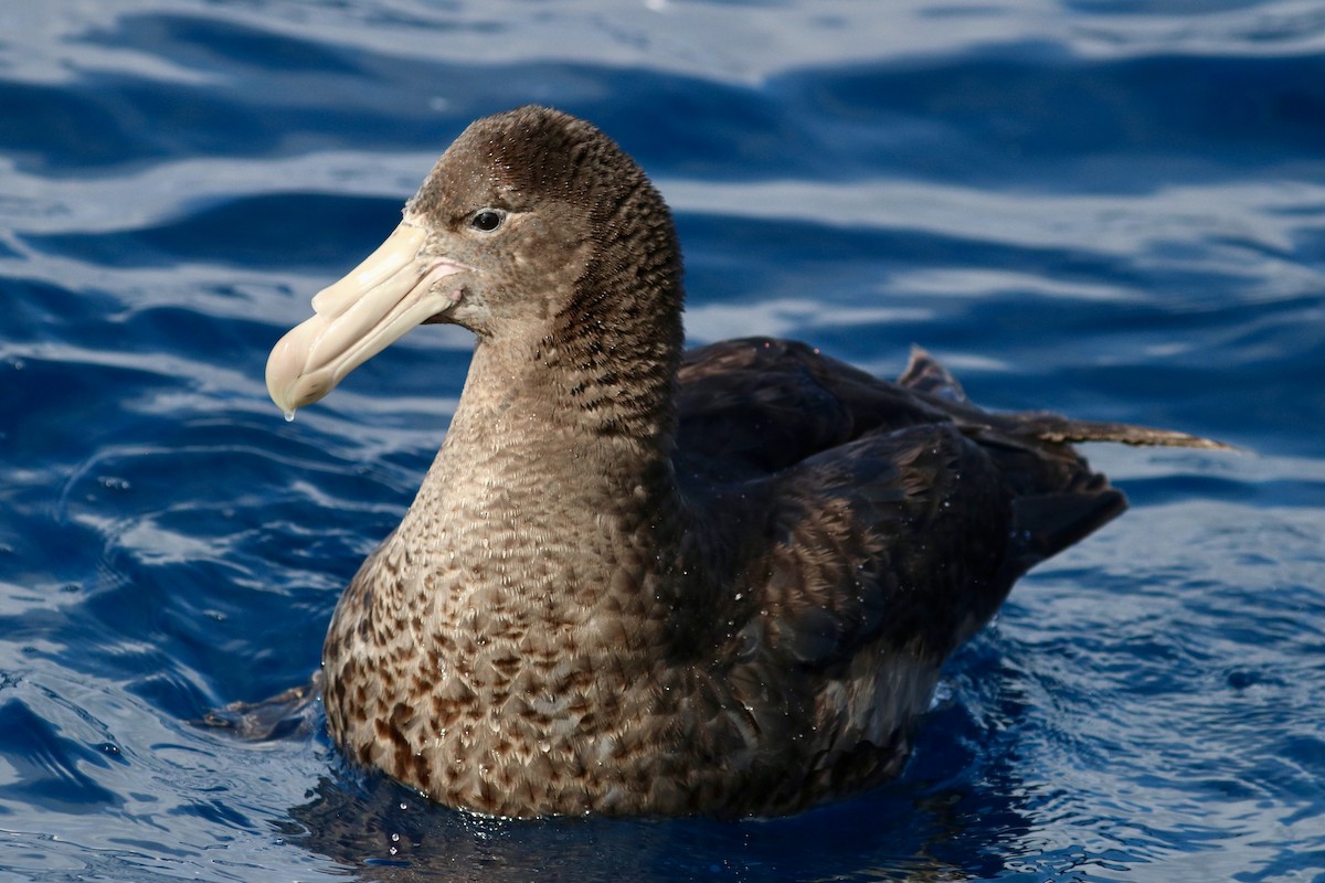 Kuzey Dev Fırtınakuşu - ML645884344