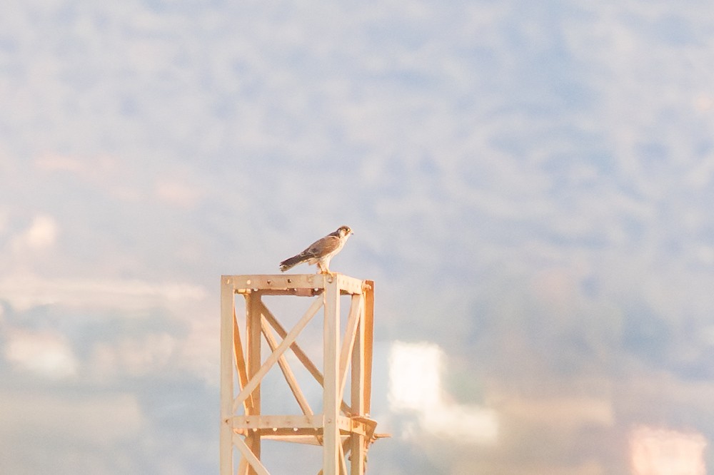 Peregrine Falcon (Barbary) - ML645884345