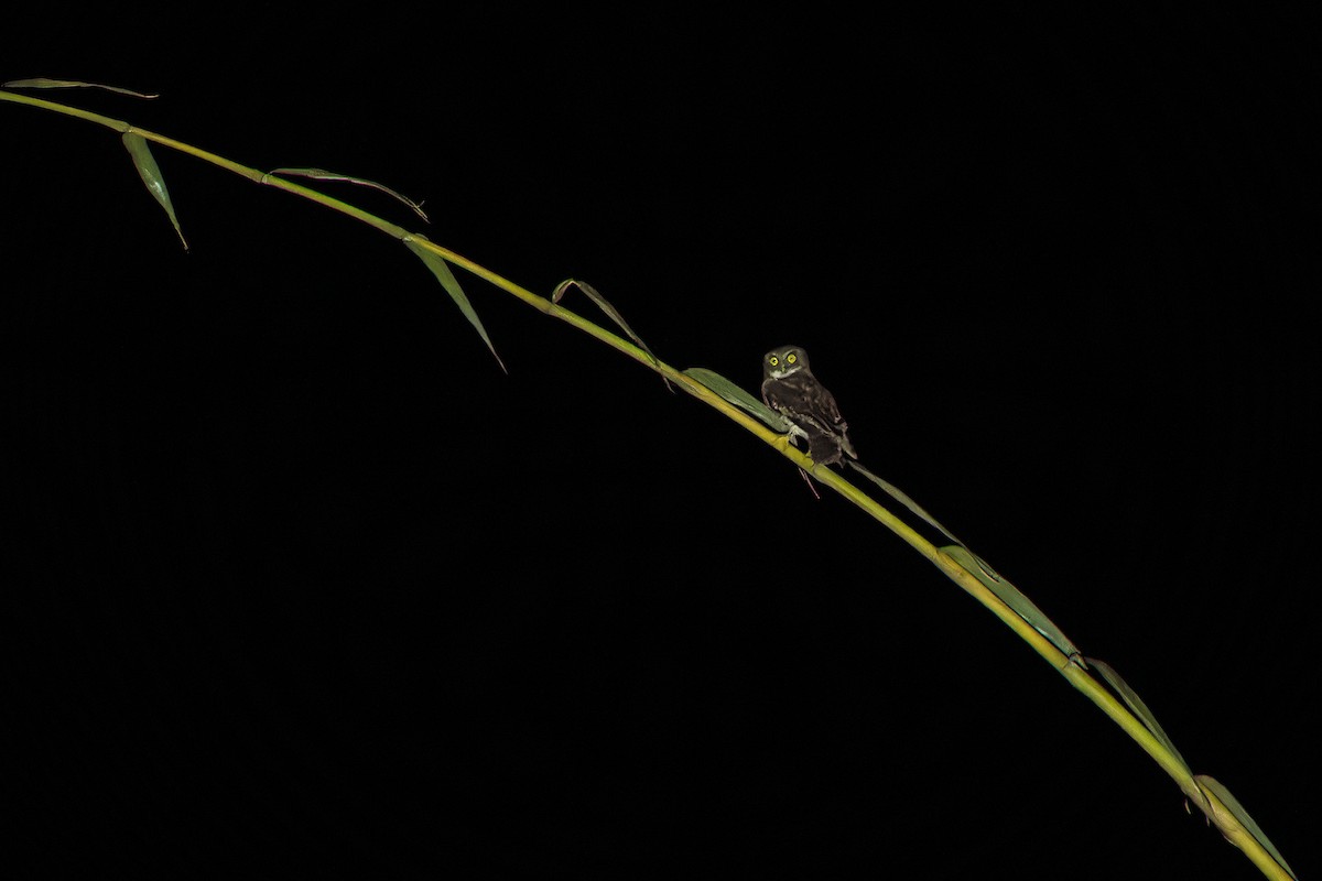 Cebu Boobook - ML645884352