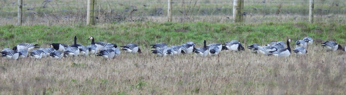 Barnacle Goose - ML645884358