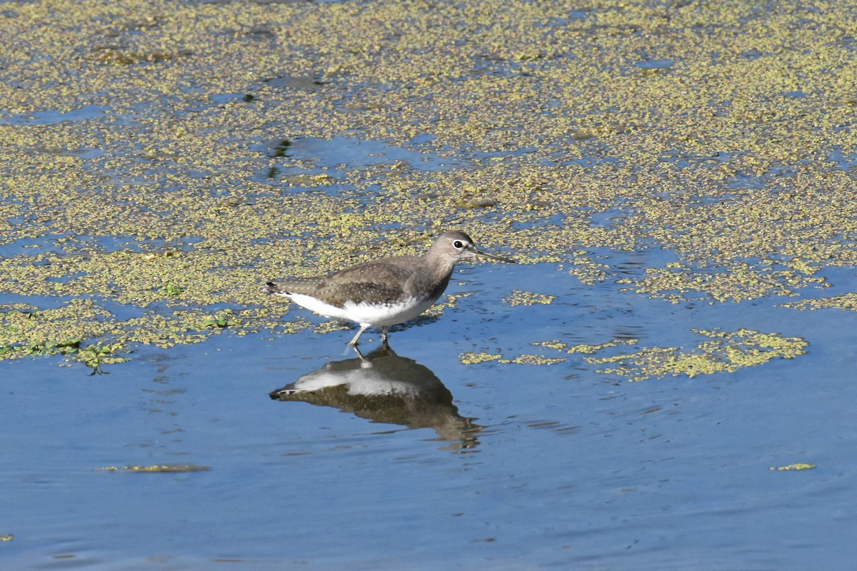 Green Sandpiper - ML645884370