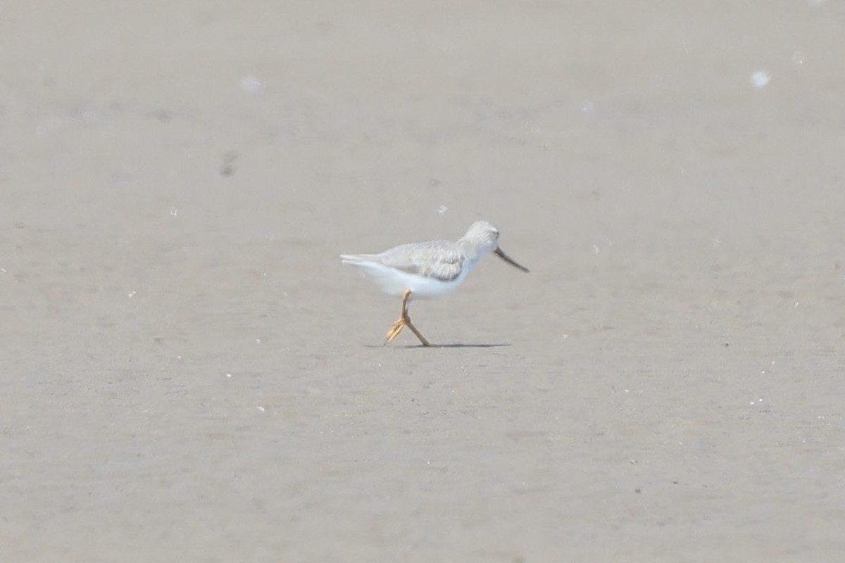 ソリハシシギ - ML645884371