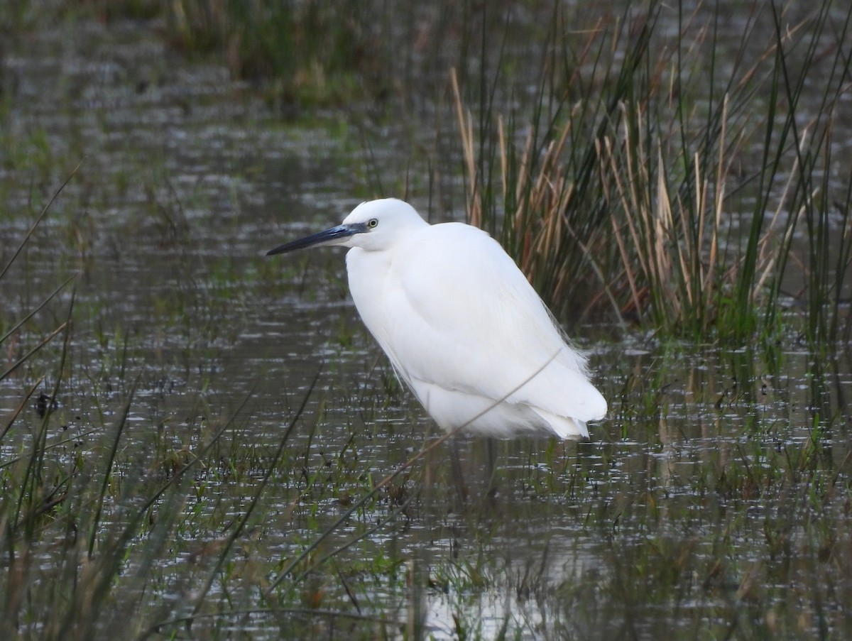 Little Egret - ML645884373
