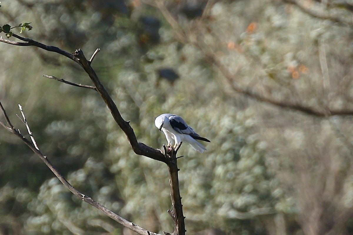 White-tailed Kite - ML645884377