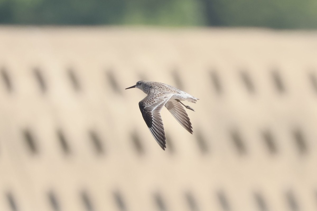 Great Knot - ML645884378