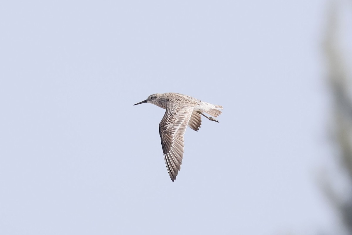 Great Knot - ML645884379