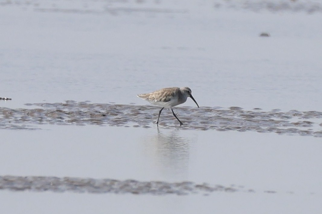 Curlew Sandpiper - ML645884382