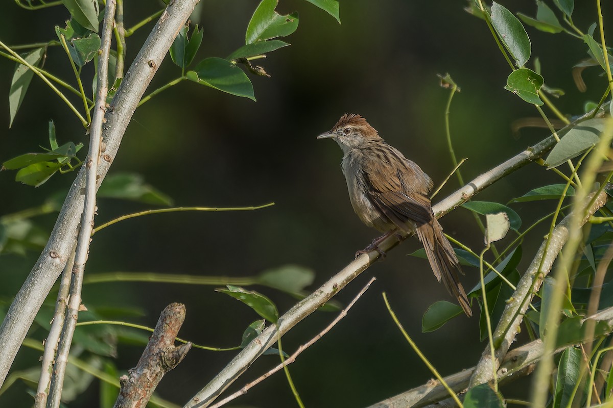 Tawny Grassbird - ML645884383