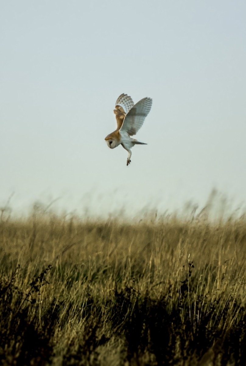 Western Barn Owl - ML645884384