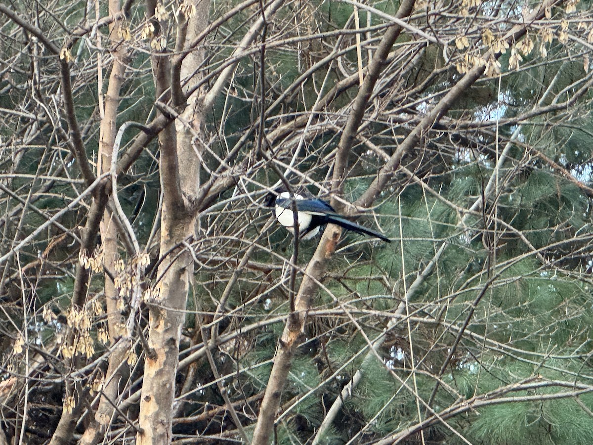 Oriental Magpie - ML645884385