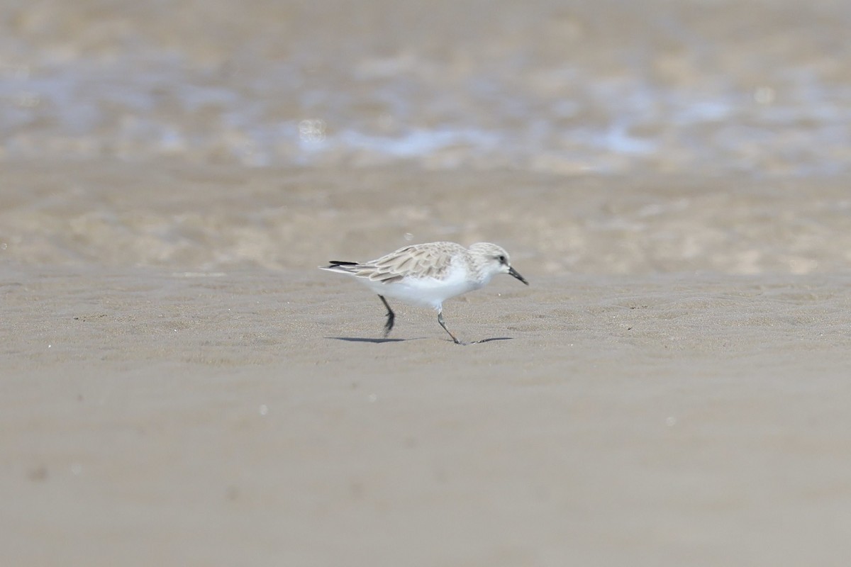 Red-necked Stint - ML645884388