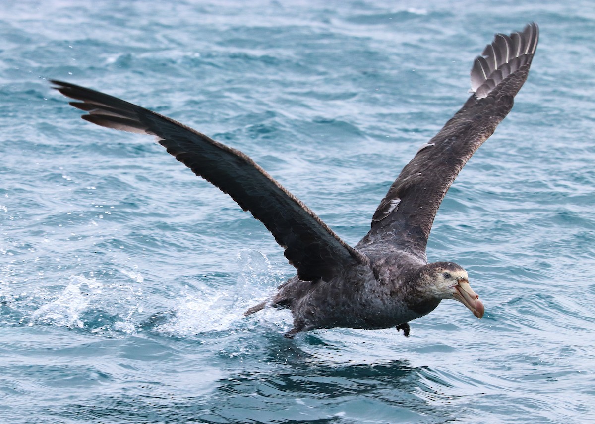 Northern Giant-Petrel - ML645884390