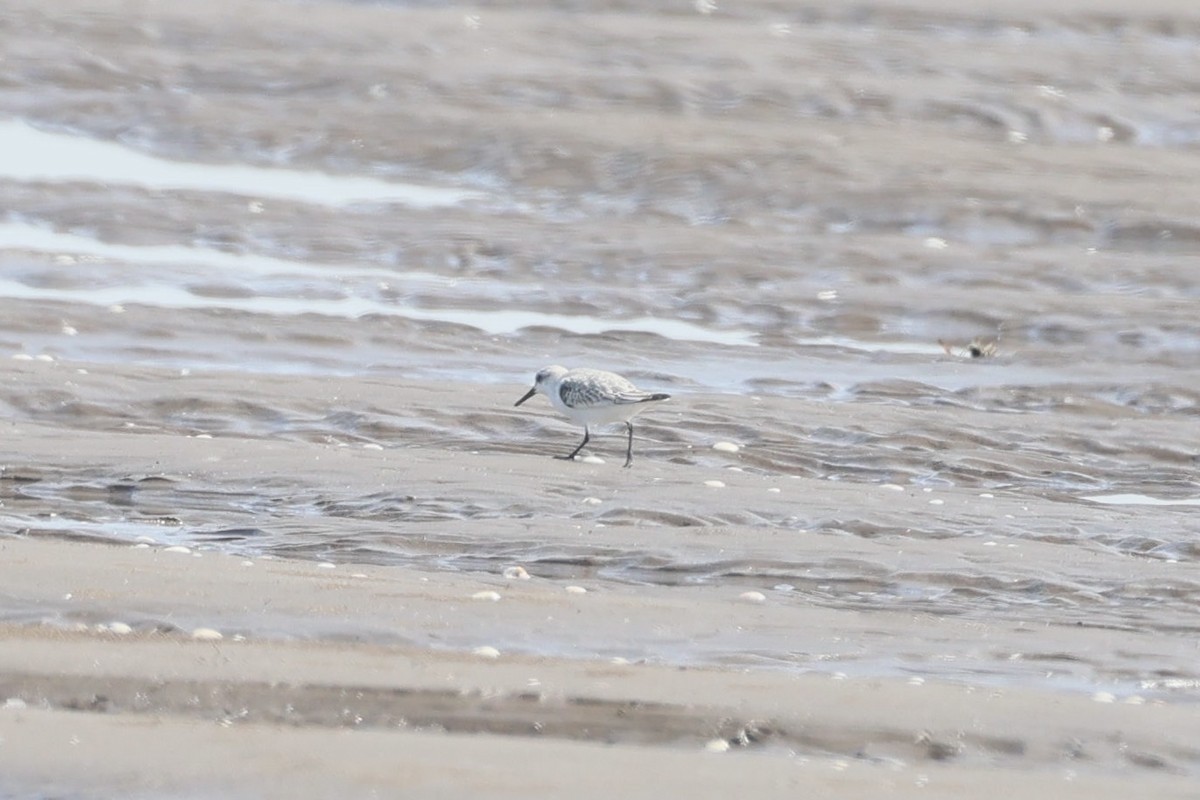 Sanderling - ML645884391