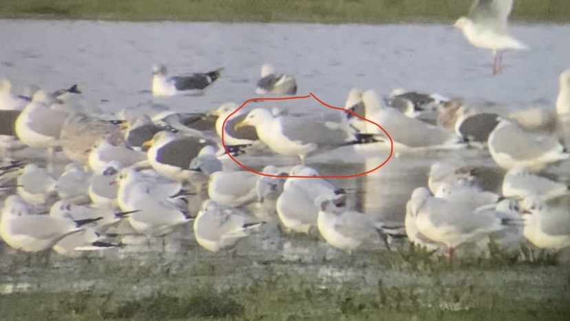 Caspian Gull - ML645884392