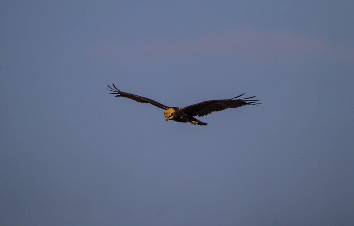 Western Marsh Harrier - ML645884394