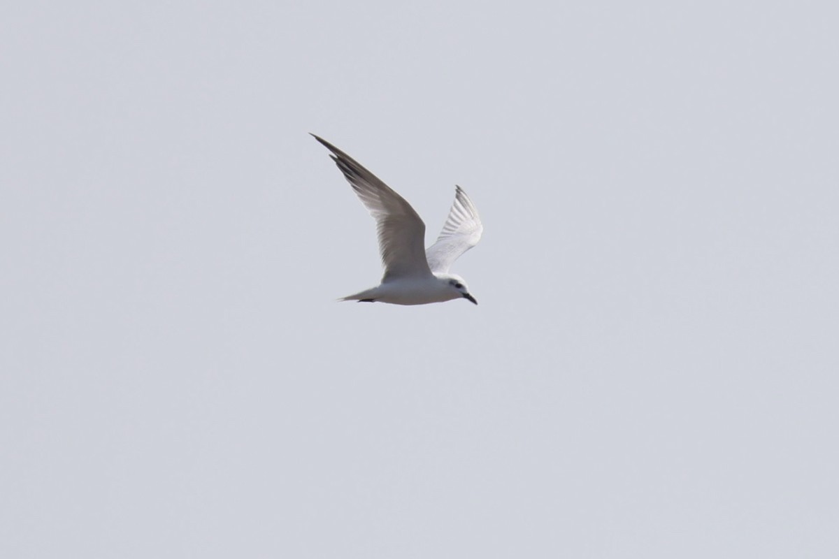 Gull-billed Tern - ML645884395