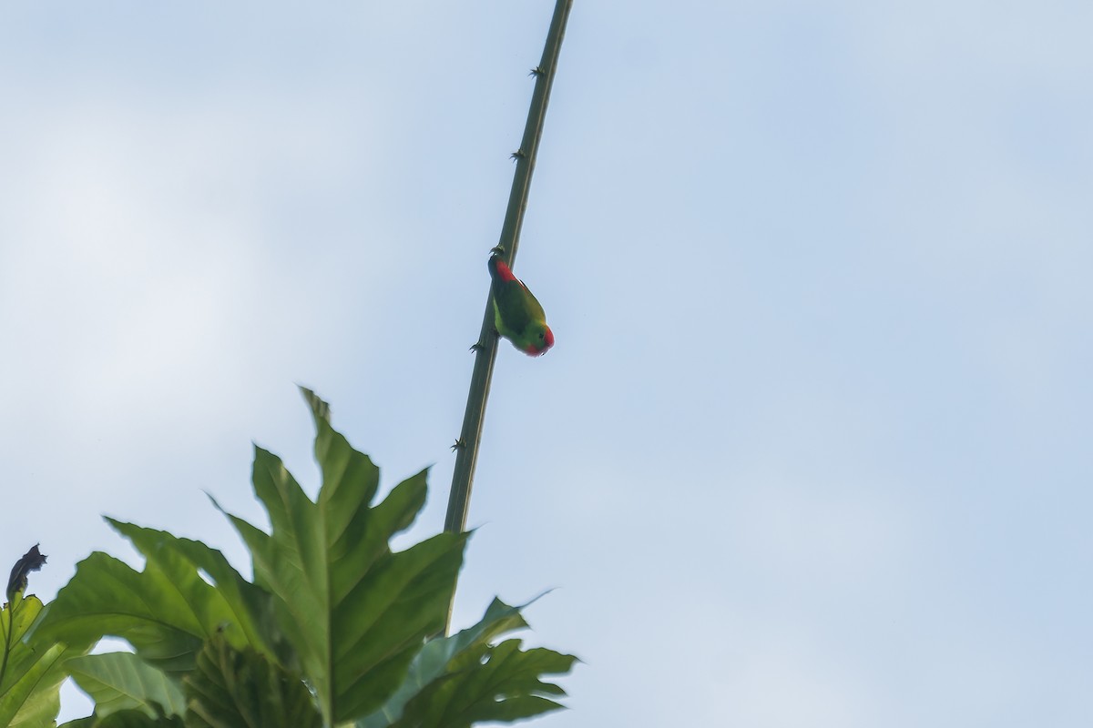 Philippine Hanging-Parrot - ML645884397