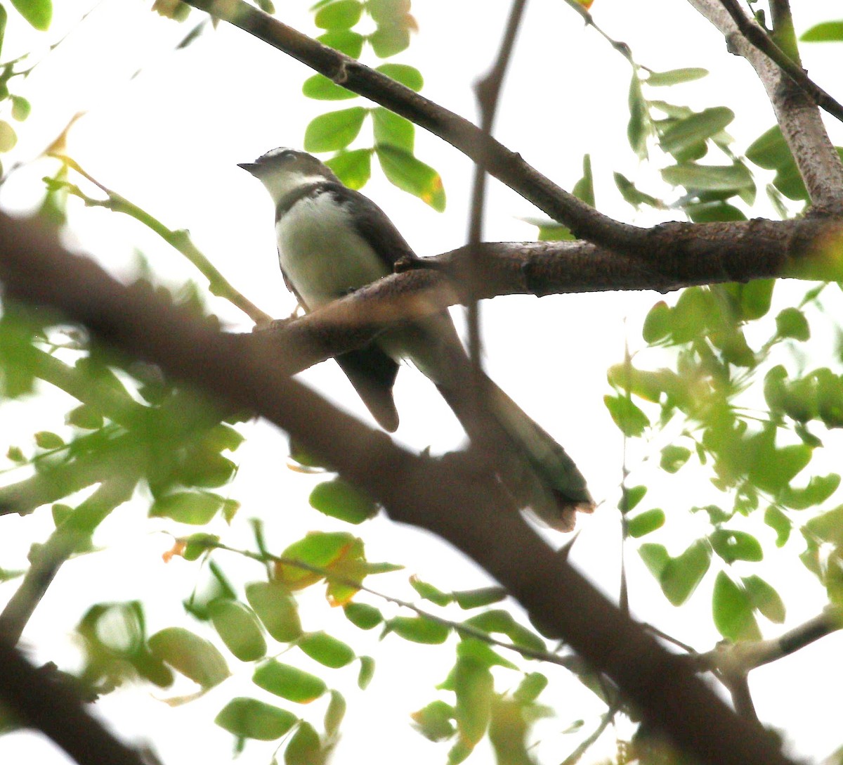 Philippine Pied-Fantail - ML645884399