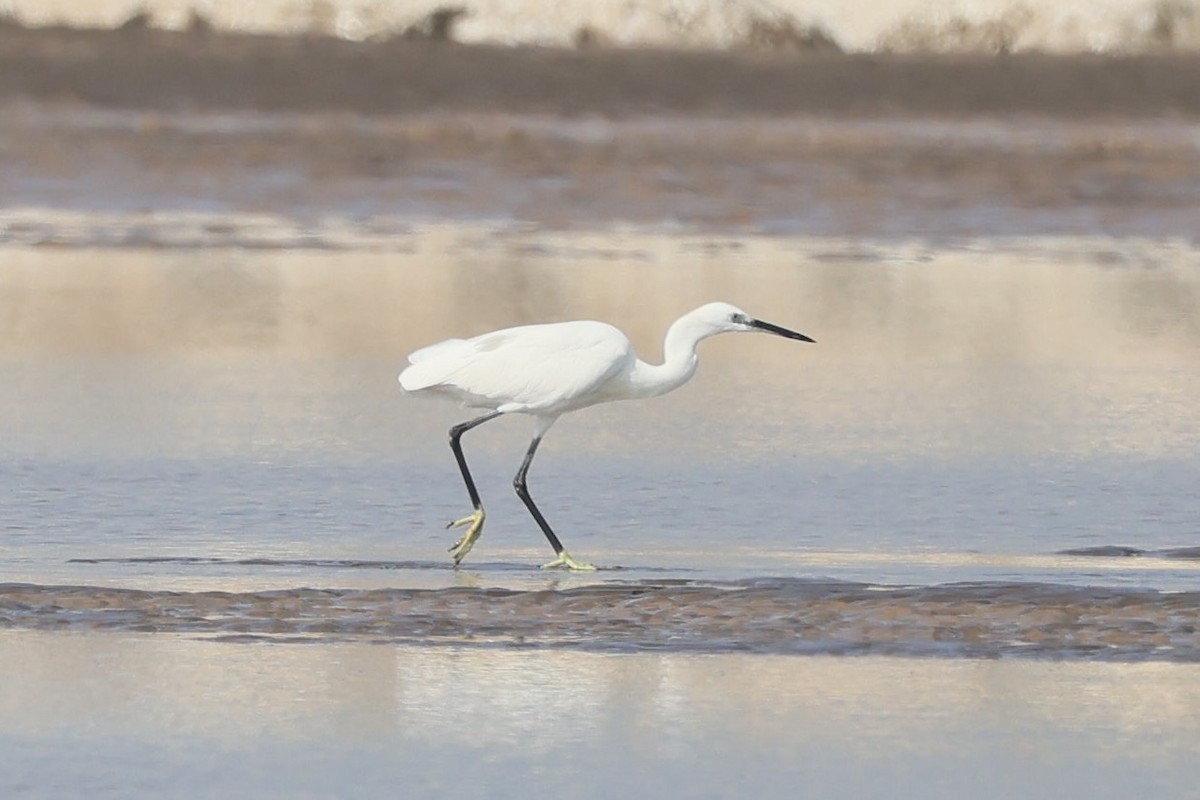 Chinese Egret - ML645884401