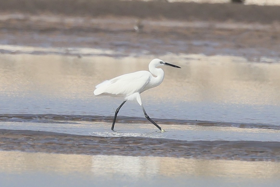 Chinese Egret - ML645884402