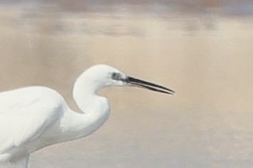 Chinese Egret - ML645884403