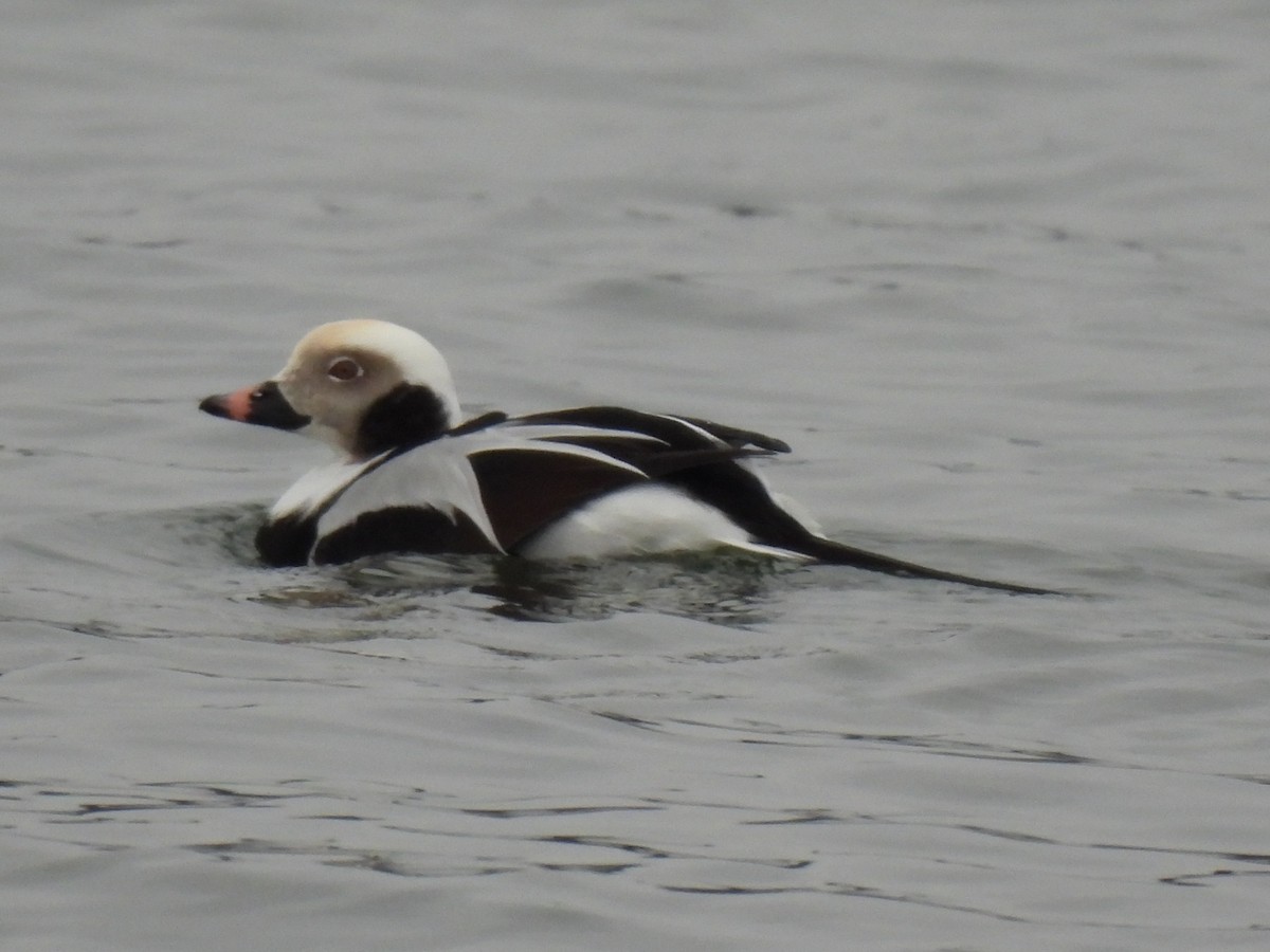 Long-tailed Duck - ML645884404
