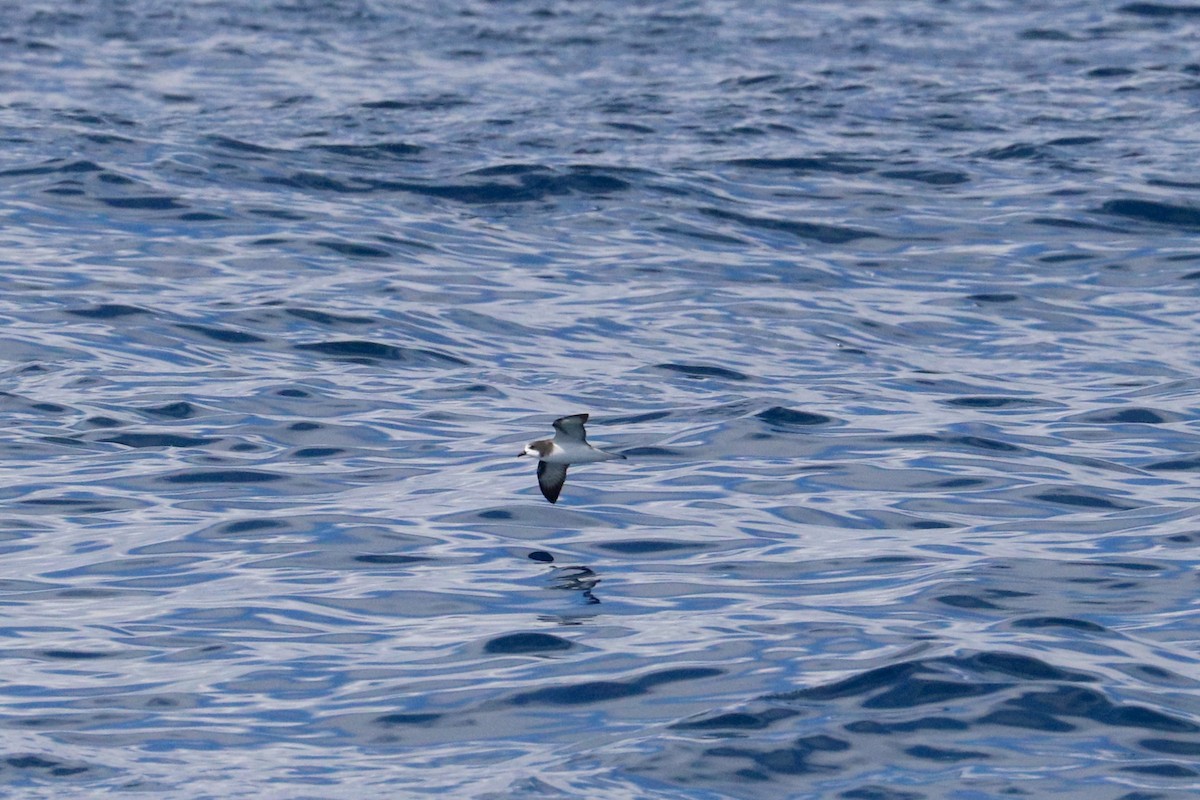 Gould's Petrel - ML645884405
