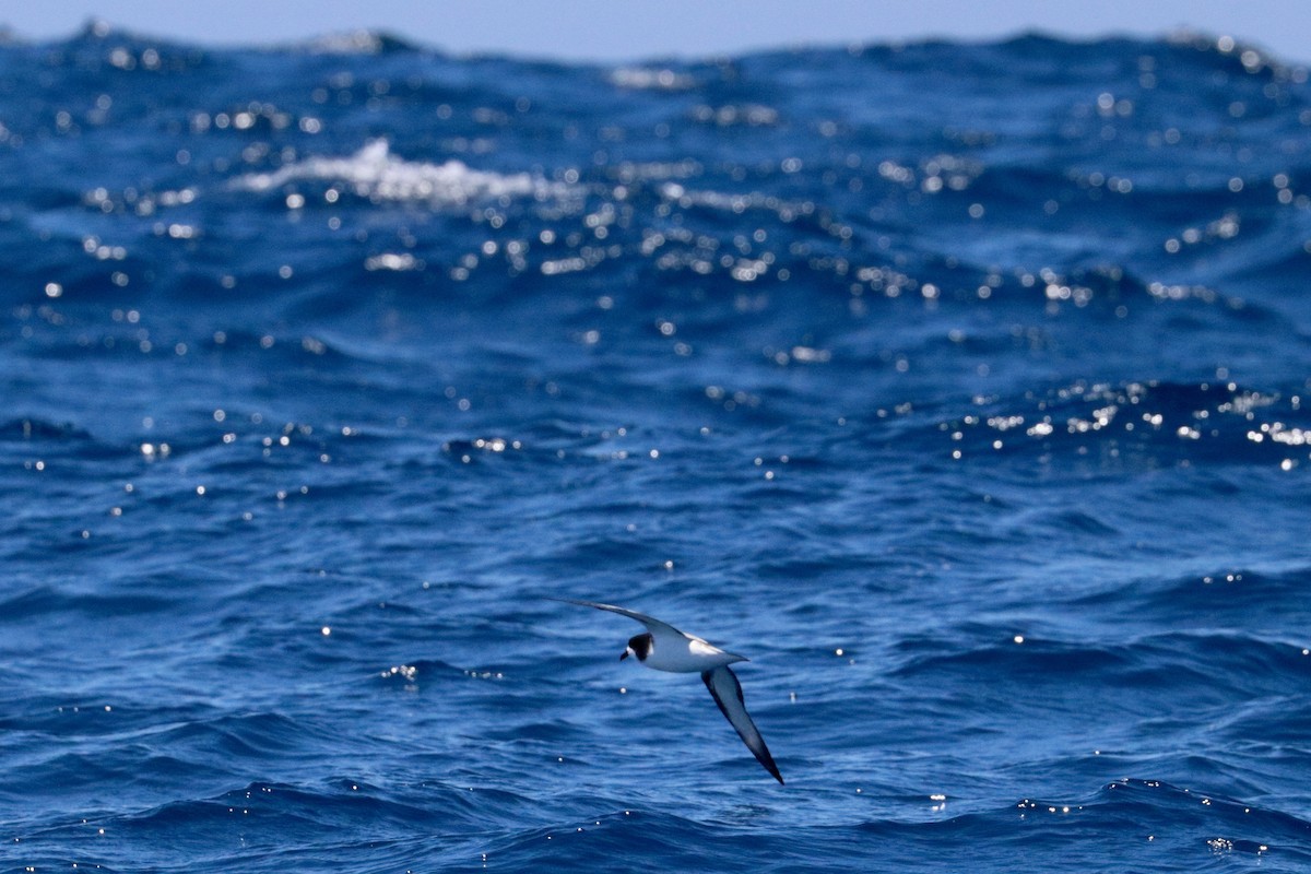 Gould's Petrel - ML645884406