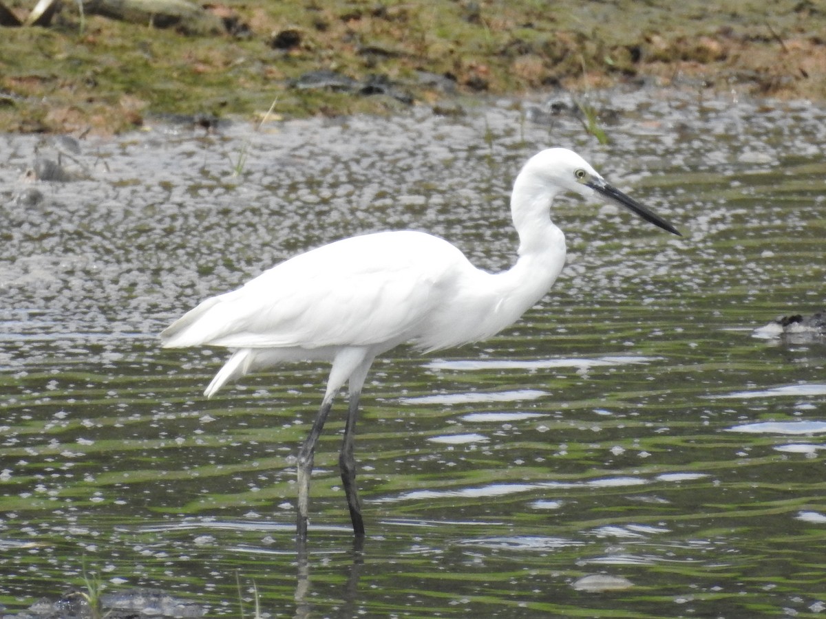 Little Egret - ML645884408