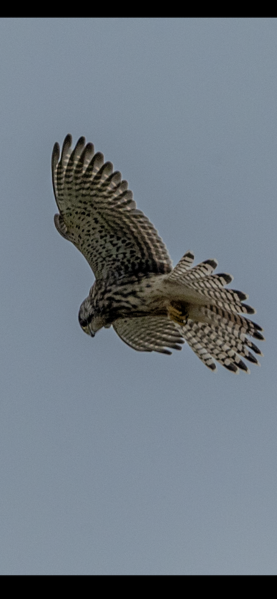 Eurasian Kestrel - ML645884411