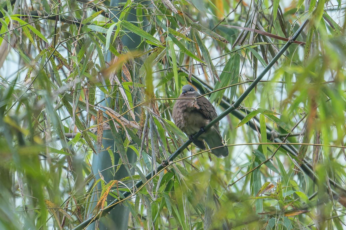 White-eared Brown-Dove (Buff-eared) - ML645884415