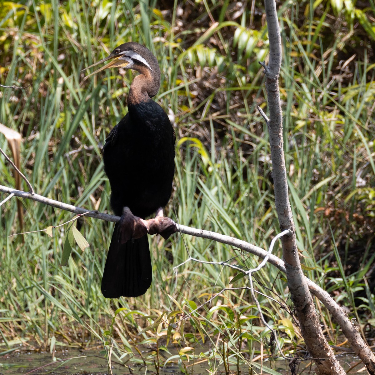 Australasian Darter - ML645884419