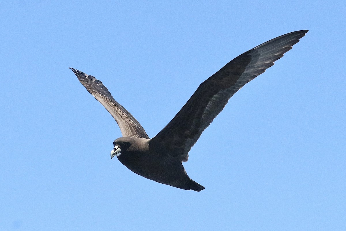 Beyaz Gıdılı Yelkovan - ML645884434