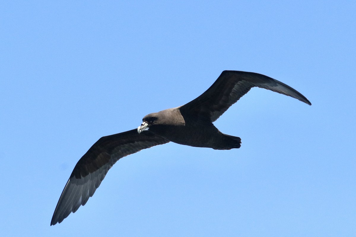 Beyaz Gıdılı Yelkovan - ML645884435