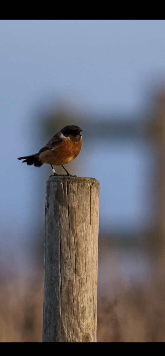 European Stonechat - ML645884438