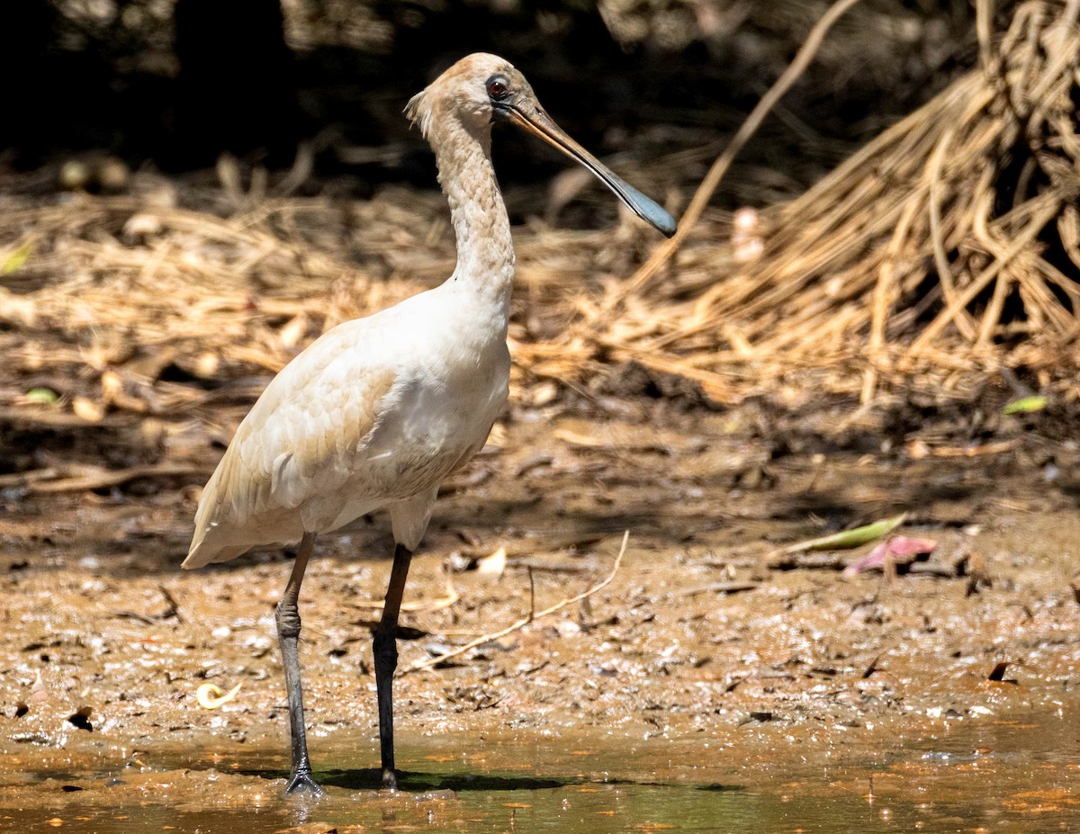 Royal Spoonbill - ML645884444