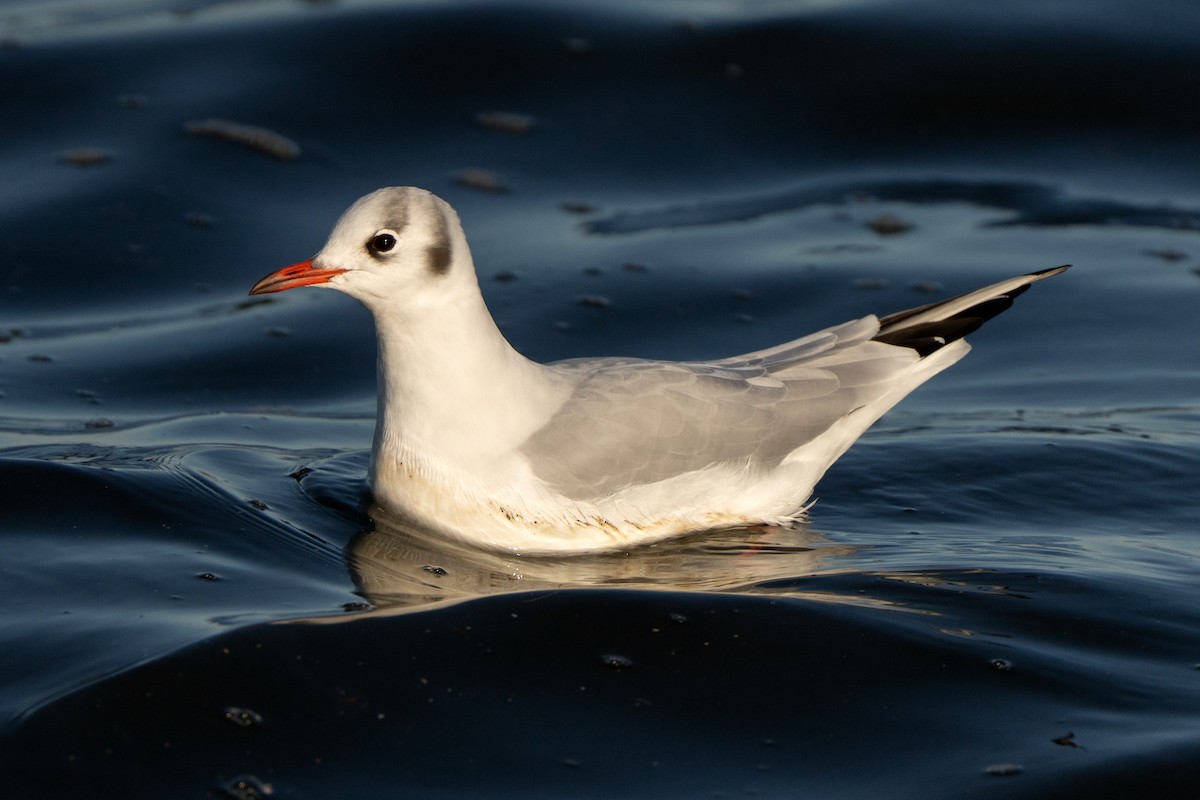 Black-headed Gull - ML645884483