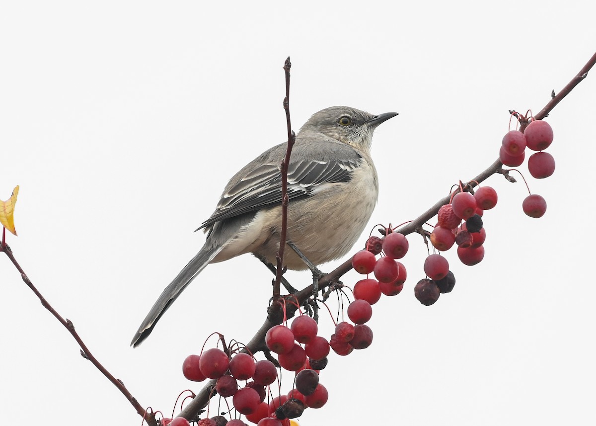 Northern Mockingbird - ML645884485