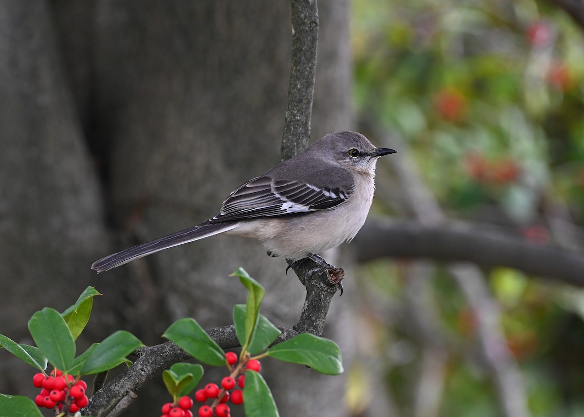 Northern Mockingbird - ML645884486