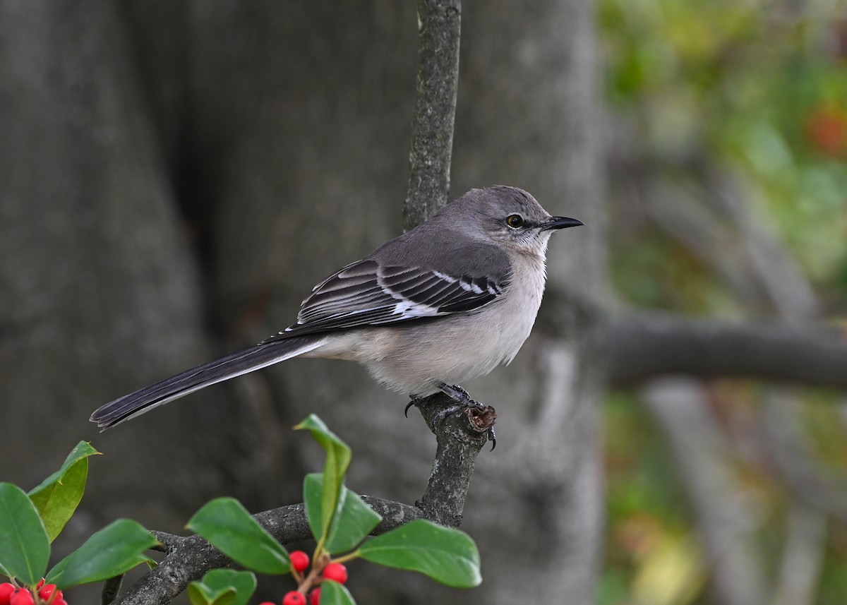 Northern Mockingbird - ML645884487