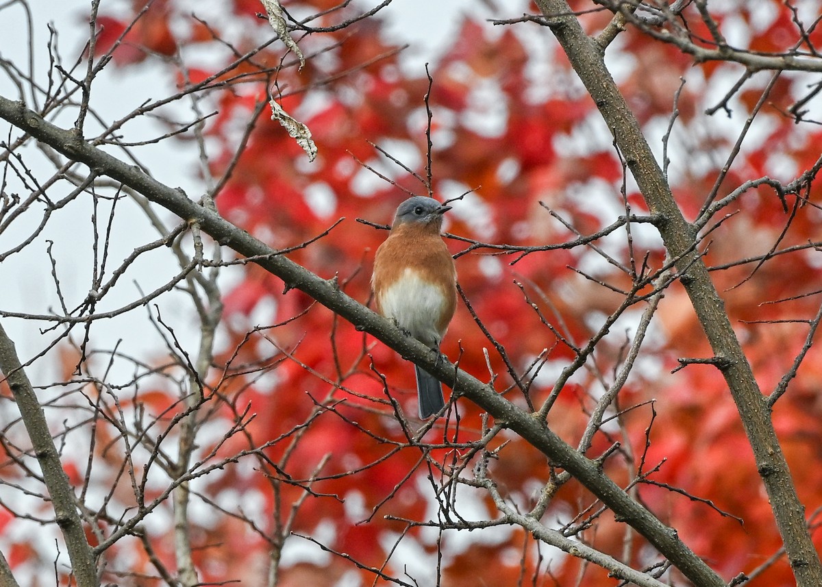 Eastern Bluebird - ML645884492