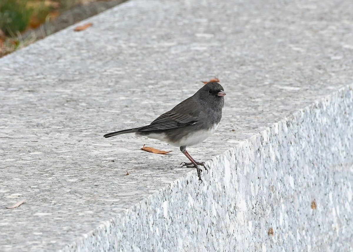 Dark-eyed Junco - ML645884507