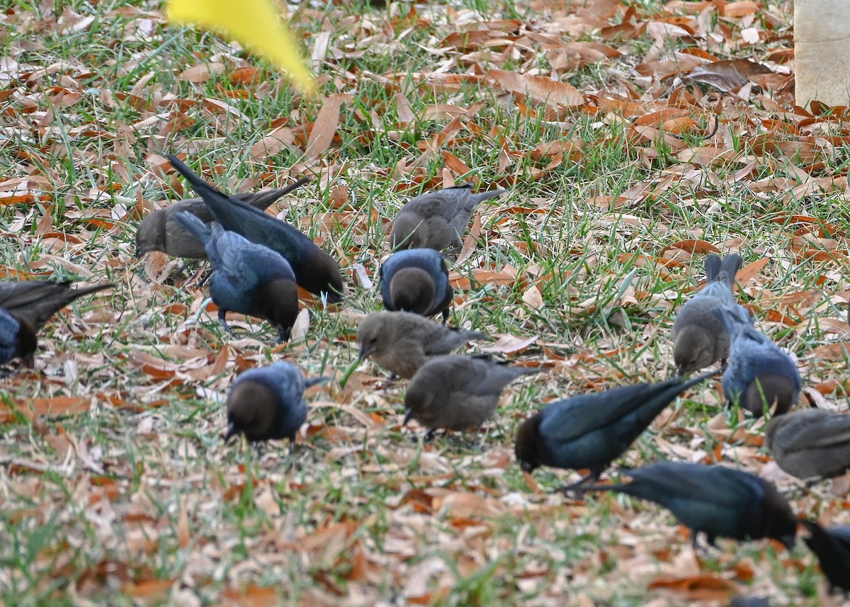 Brown-headed Cowbird - ML645884511