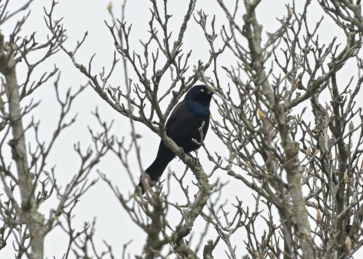 Common Grackle - ML645884513