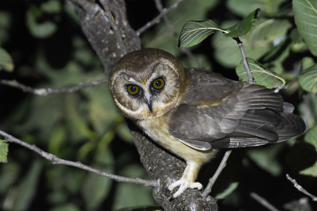 Сич білобровий - ML645884515