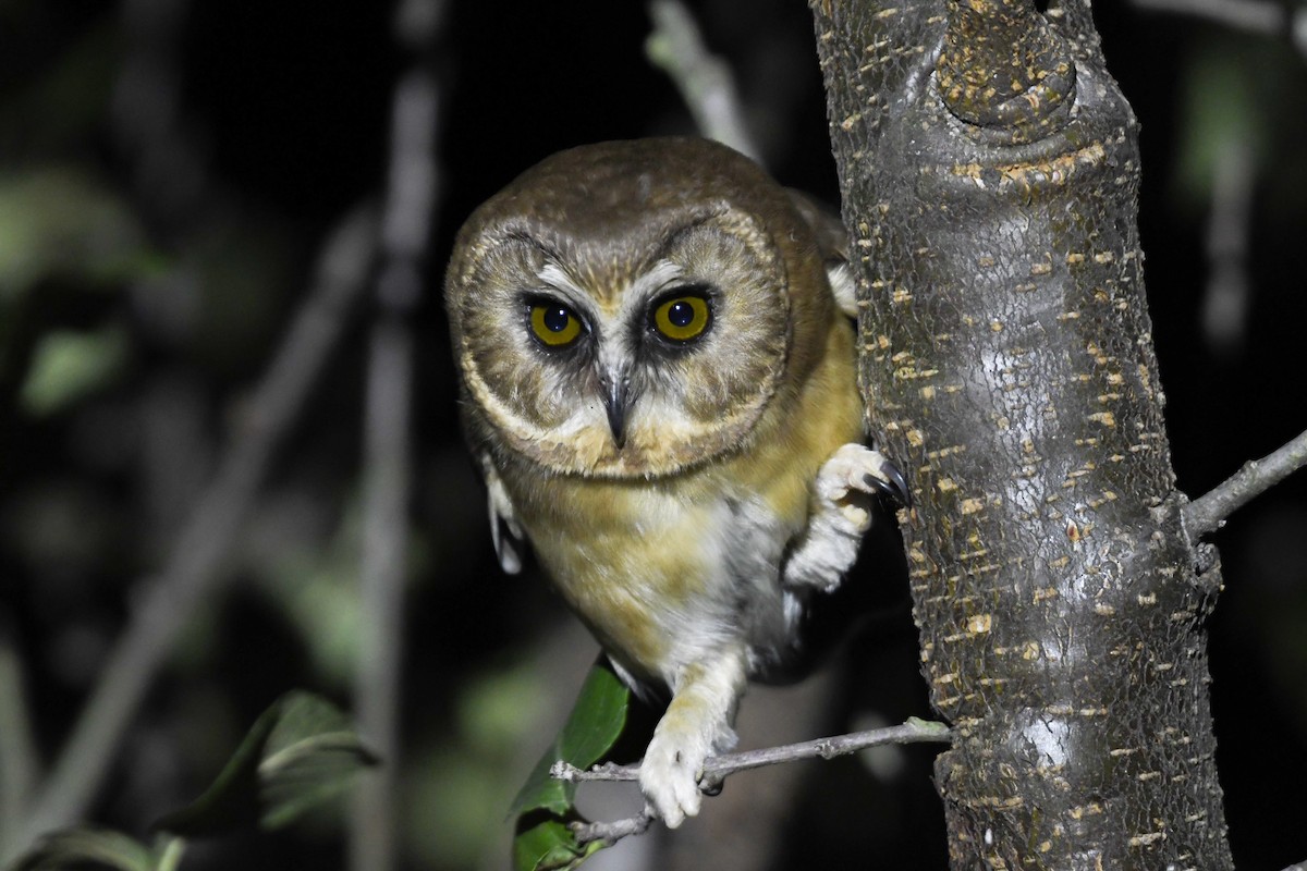 Сич білобровий - ML645884516