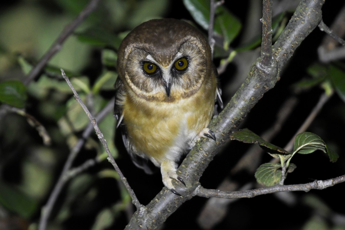 Unspotted Saw-whet Owl - Esteban Matías (birding guide) Sierra de los Cuchumatanes Huehuetenango esteban.matias@hotmail.com                             +502 53810540