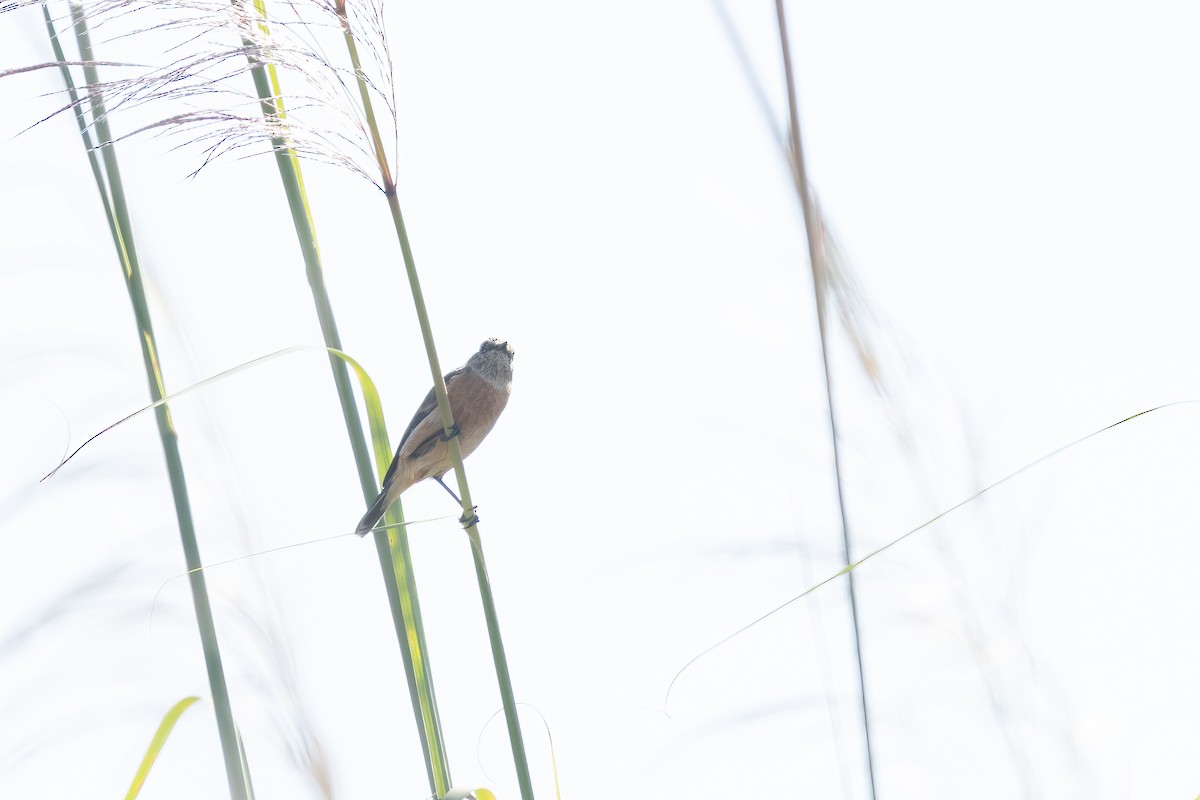 bramborníček sibiřský - ML645884519